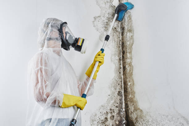 Best Basement Mold Removal  in Mescal, AZ